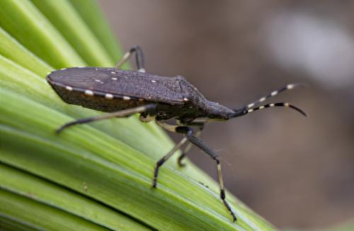 Réf. 293 963 : Dicranocephalus agilis
