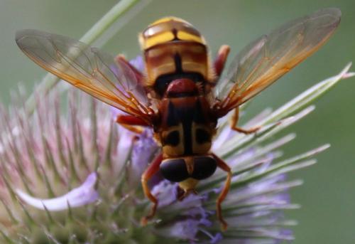 Réf. 293 895 : Milesia crabroniformis
