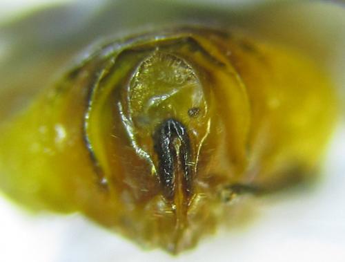 Réf. 293 078 : Pristiphora decipiens