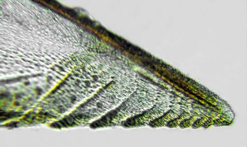 Réf. 293 080 : Pristiphora decipiens