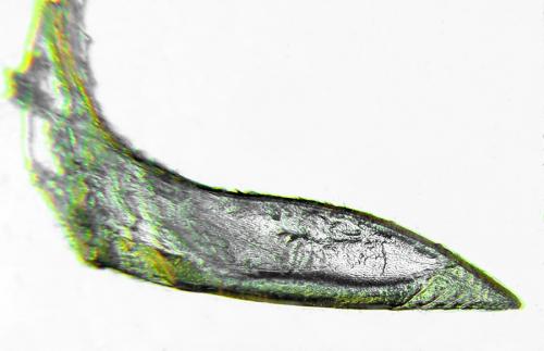 Réf. 293 079 : Pristiphora decipiens