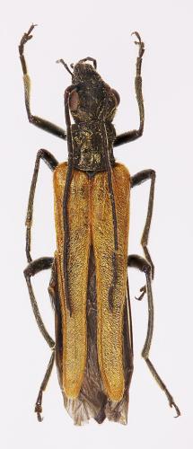 Oedemera femorata