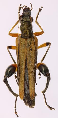Oedemera podagrariae