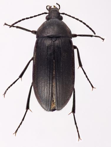 Podonta sp.