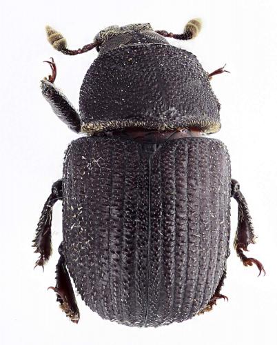 Phloeoborus sp.