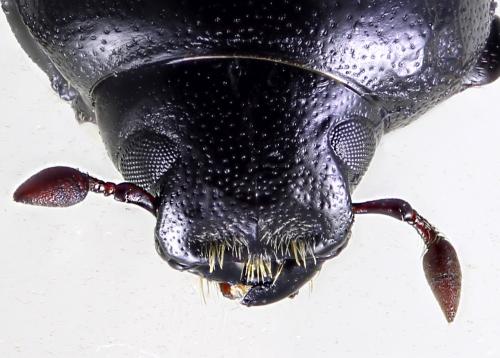 Réf. 293 515 : Phloeoborus punctatorugosus