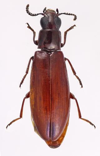 Réf. 293 121 : Stilpnonotus sp.