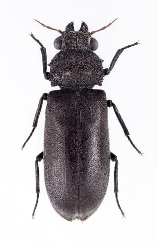 Réf. 293 172 : Dysides obscursus
