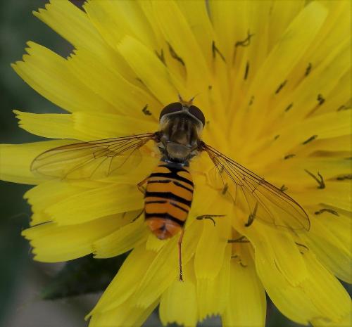 Réf. 293 275 : Episyrphus balteatus