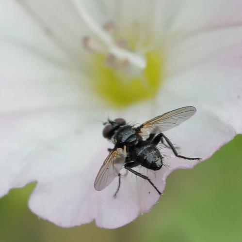 Réf. 293 431 : Phania funesta