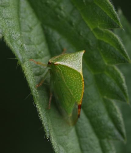 Réf. 293 443 : Stictocephala bisonia