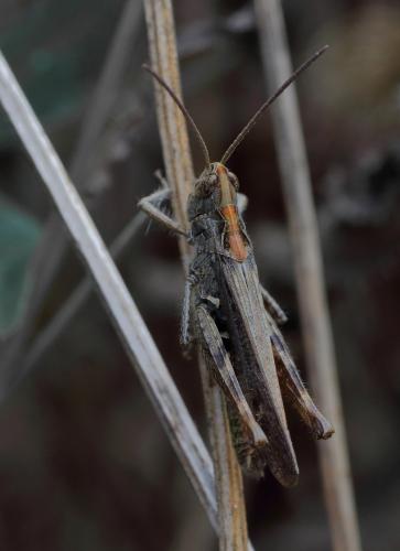 Chorthippus sp.