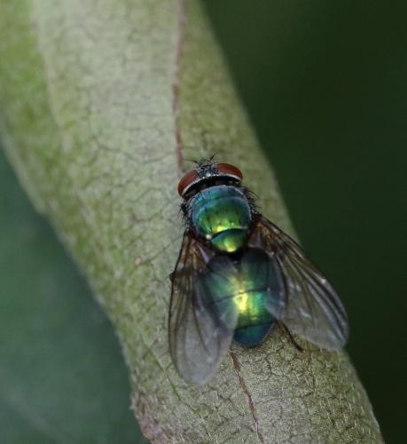 Lucilia illustris