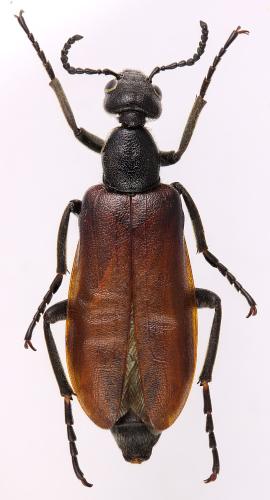 Réf. 293 835 : Lydus unicolor