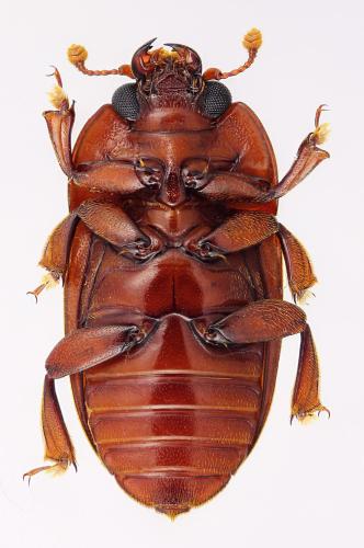 Réf. 293 776 : Lasiodactylus falini