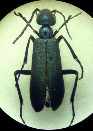 Réf. 293 373 : Cyaneolytta resplendens