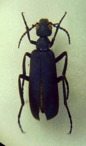 Cyaneolytta signifrons