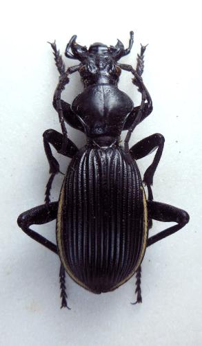 Réf. 293 905 : Anthia massilicatum