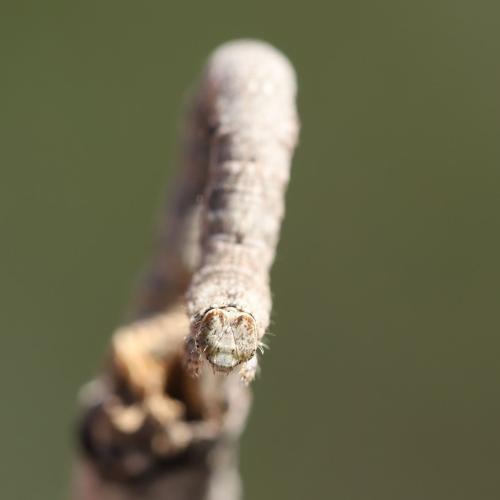 Peribatodes sp.