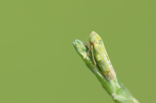 Réf. 293 233 : Liguropia juniperi
