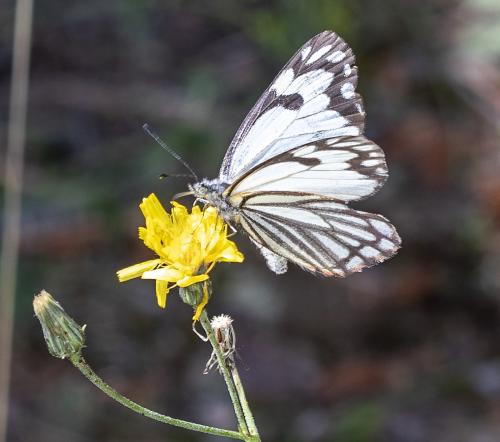 Neophasia menapia