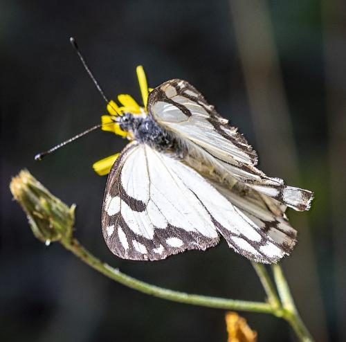 Neophasia menapia