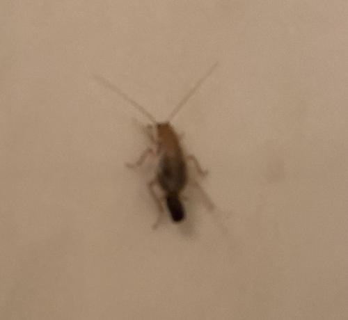 Planuncus vinzi