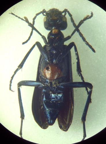 Réf. 293 374 : Cyaneolytta resplendens