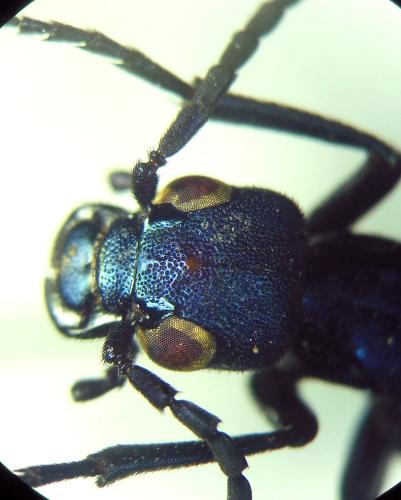 Cyaneolytta signifrons