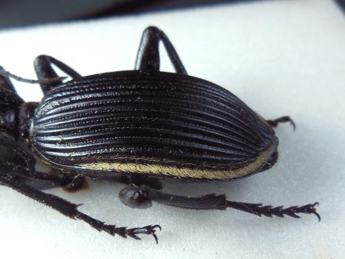 Réf. 293 906 : Anthia massilicatum
