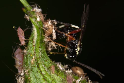 Diplazon tetragonus