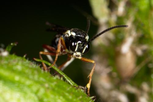 Diplazon tetragonus