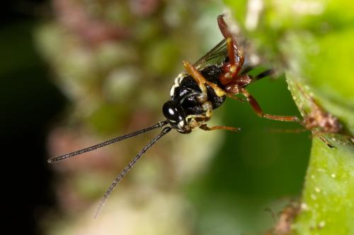 Réf. 293 909 : Diplazon tetragonus