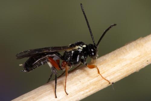 Diplazon parvus