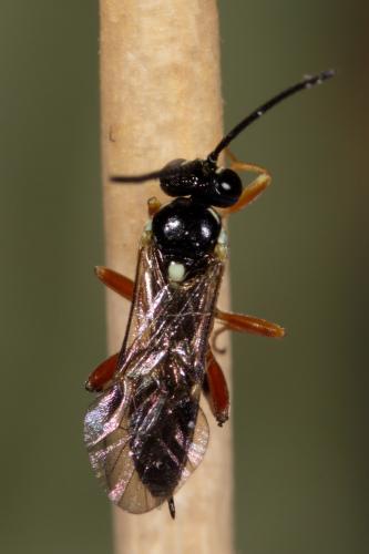 Diplazon parvus