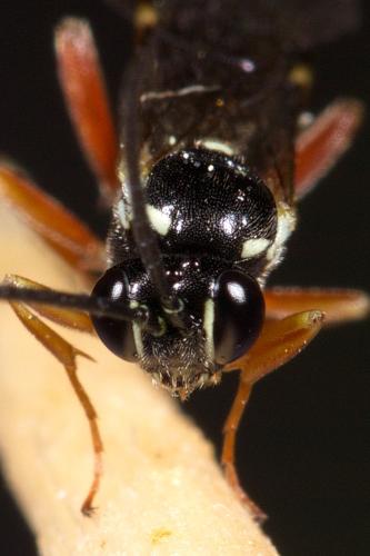 Diplazon parvus