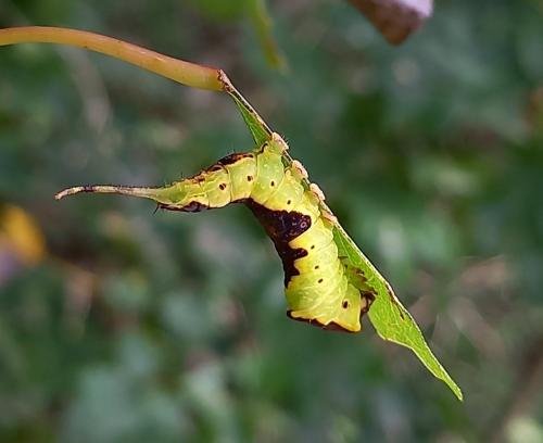 Furcula bifida