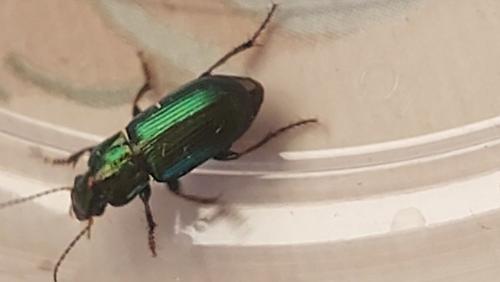 Harpalus distinguendus