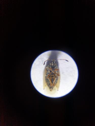 Réf. 293 304 : Kleidocerys sp.