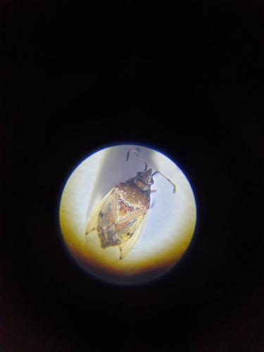 Réf. 293 307 : Kleidocerys sp.
