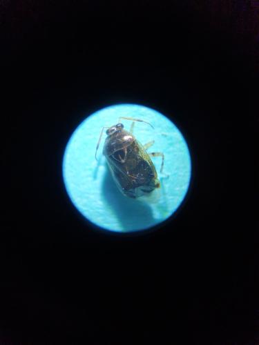 Deraeocoris lutescens