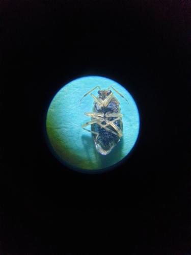 Deraeocoris lutescens