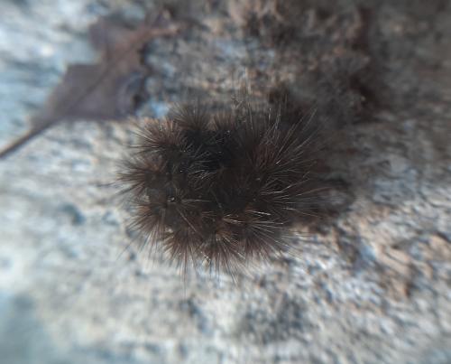 Arctiinae
