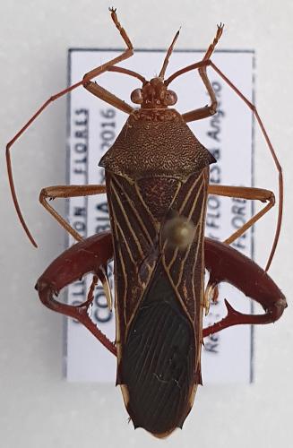 Nematopus sp.