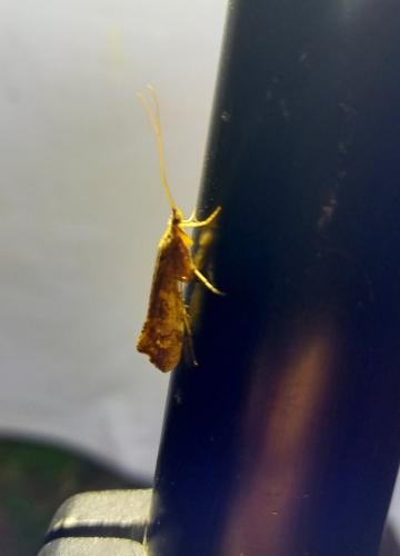Glyphotaelius pellucidus