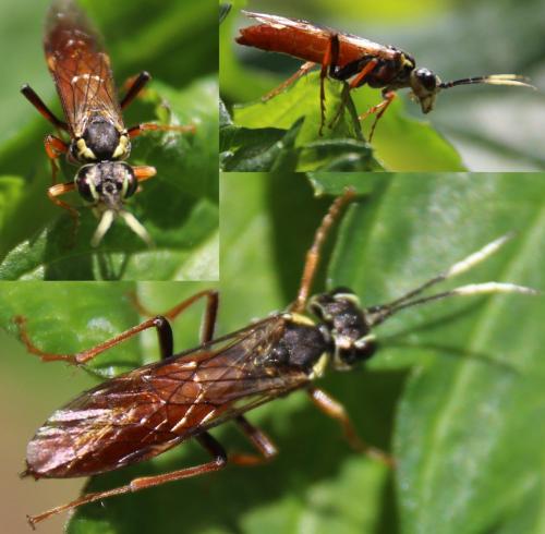 Tenthredo balteata