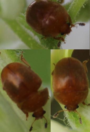 Cychramus luteus