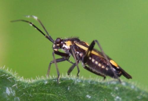 Capsodes sulcatus