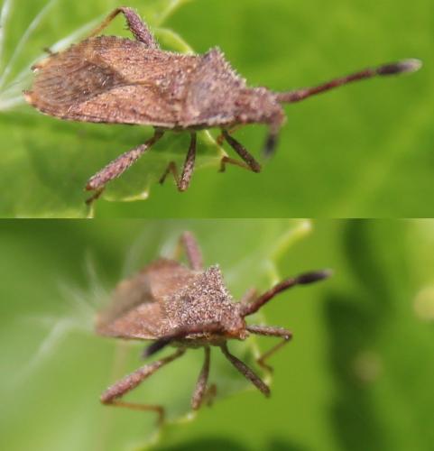 Coriomeris sp.