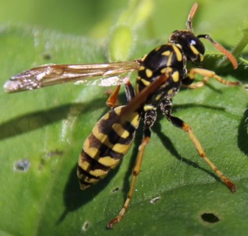 Polistes sp.